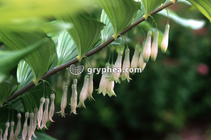 Sceau de Salomon (Polygonatum multiflorum) - fleurs  - gryphea.com